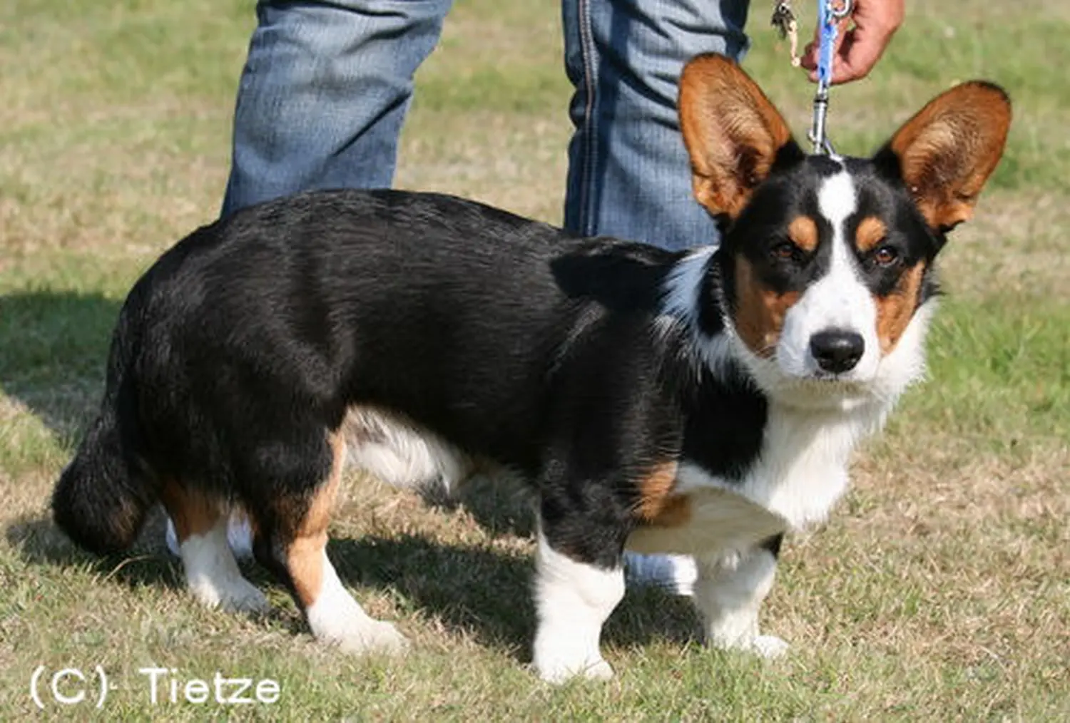 Welsh Corgie Cardigan