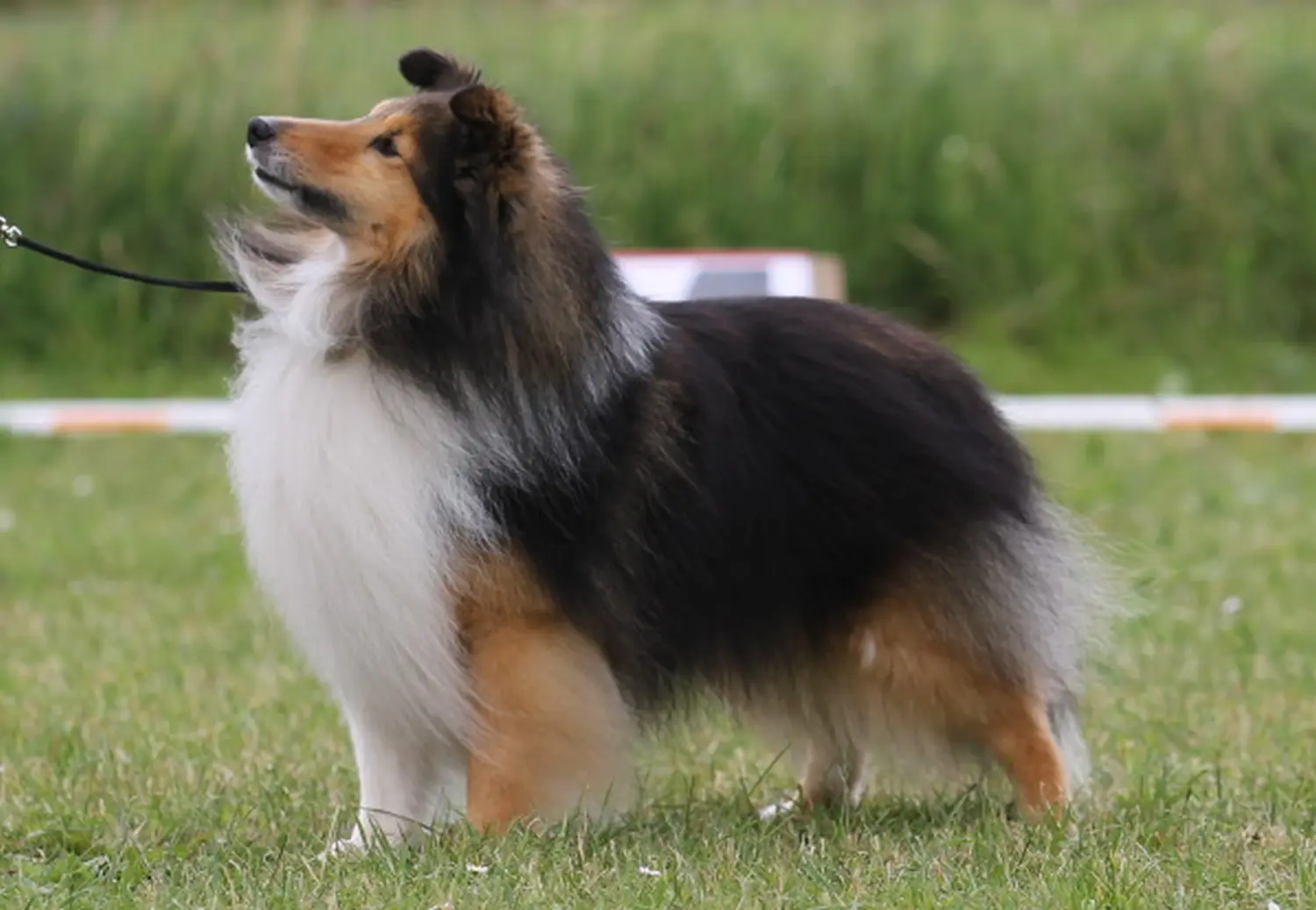 Sheltie