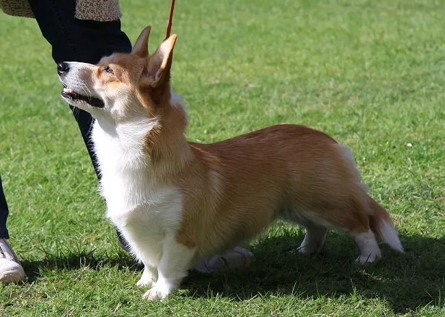 Welsh Corgie Pembroke