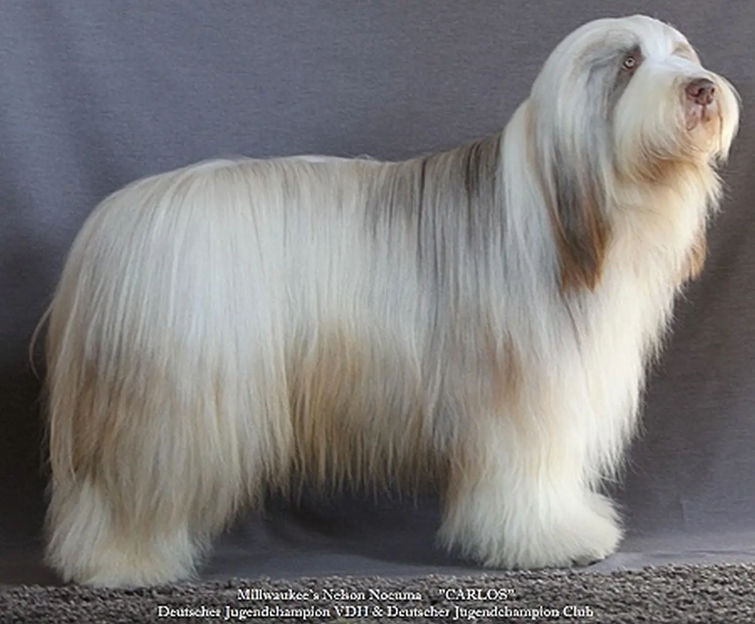 Bearded Collie