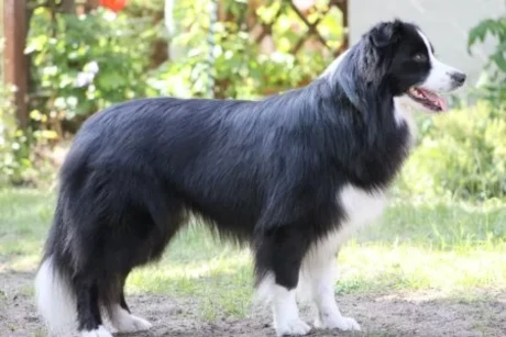Border Collie